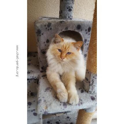 Foto 1/1 Lucky Chat perdido en Le cannet