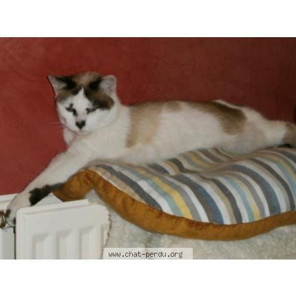 Foto 1/1 ISIS Chat perdido en Marseille