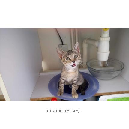 Foto 1/1 LUNA Chat perdido en Nice