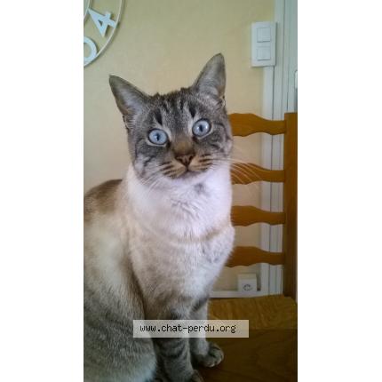 Foto 1/1 HINA Chat perdido en Brech