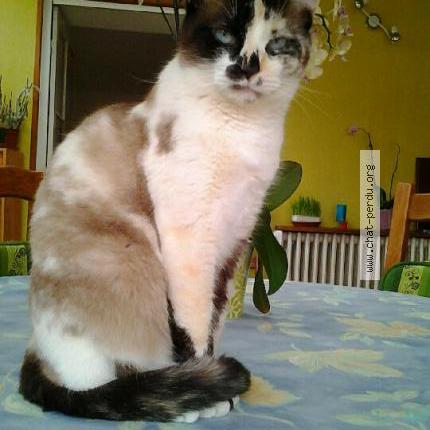 Foto 1/1 Pastel Chat perdido en Laval