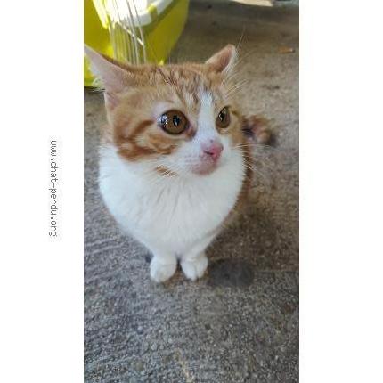 Foto 1/1 Simba Chat perdido en Boussy saint antoine