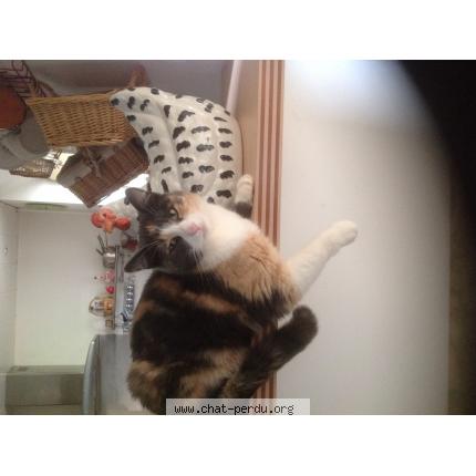 Foto 1/1 MOUNE Chat perdido en Saint congard