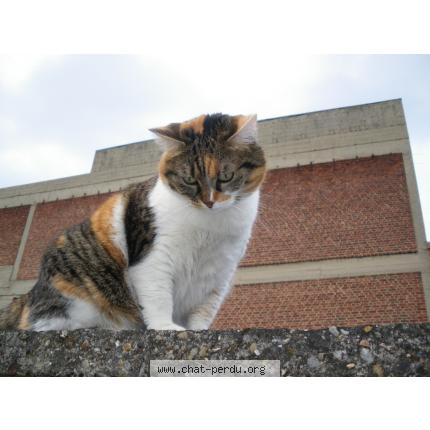 Foto 1/1 cracotte Chat perdido en Les angles