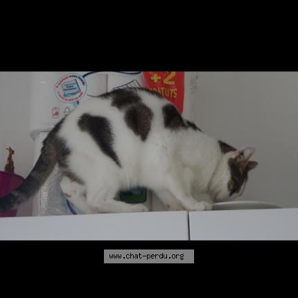 Foto 1/1 Carusinho Chat perdido en Amiens