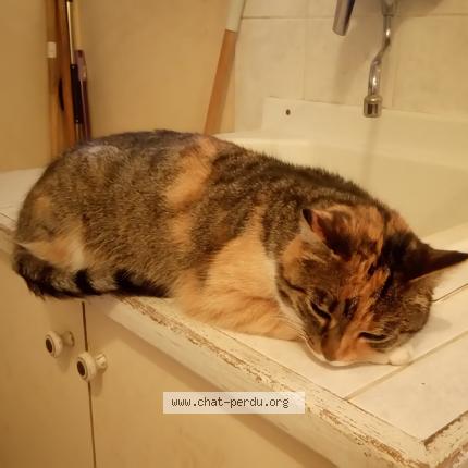 Foto 1/1 SHAKIRA Chat perdido en Lalheue