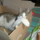 Foto del gato perdido en Espedaillac