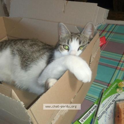 Foto 1/1 Nainnain Chat perdido en Espedaillac