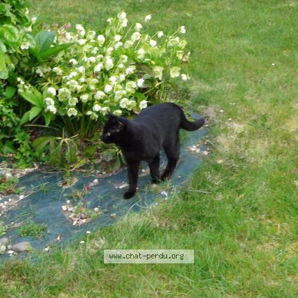 Foto 1/1 FIGARO Chat perdido en Saint senier