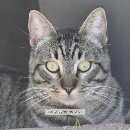 Foto 1/1 TIGROU Chat perdido en Saint jean