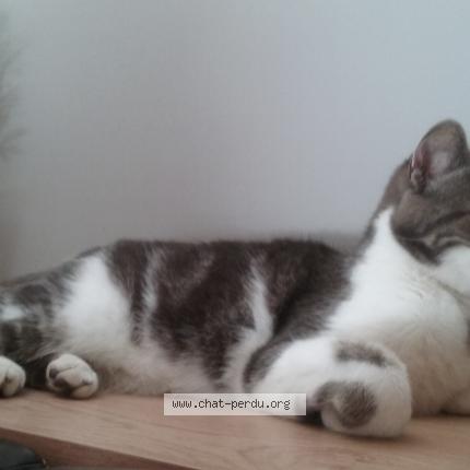 Foto 1/1 SUSHI Chat perdido en Saint vivien de medoc