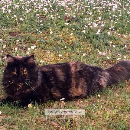 Foto 1/1 Thémis Chat perdido en Les gonds