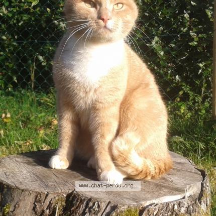 Foto 1/1 Simba Chat perdido en Lusignan