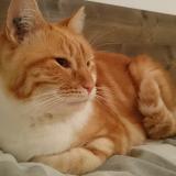 Foto del gato perdido en Saint Didier