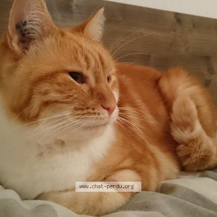 Foto 1/1 Sushi Chat perdido en Saint didier