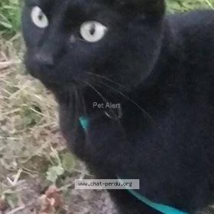 Foto 1/1 BISCA Chat perdido en Saint michel de rieffret