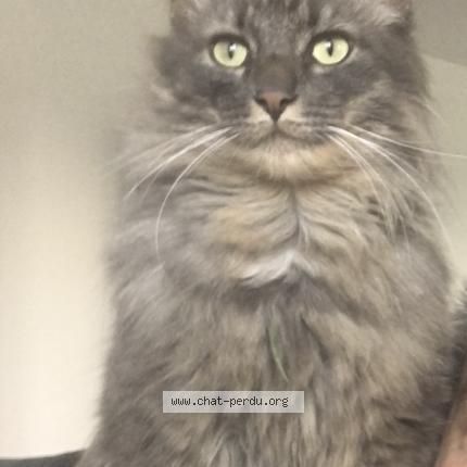 Foto 1/2 Hermès Chat perdido en Romans sur isere