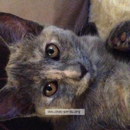 Foto 1/1 Plume Chat perdido en Montchauvet