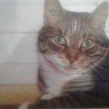 Foto del gato perdido en Villeparisis