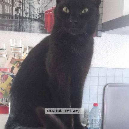 Foto 1/1 Poète Chat perdido en Plougastel daoulas