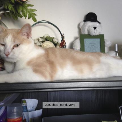 Foto 1/1 CARAMEL Chat perdido en Les ormes