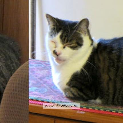 Foto 1/1 Matthew Chat perdido en Montreal