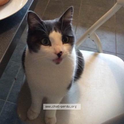 Foto 1/1 Pistache Chat perdido en Saint sulpice