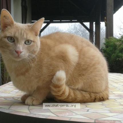 Foto 1/1 Scapin Chat perdido en Aluze