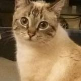 Foto del gato perdido en Montauban