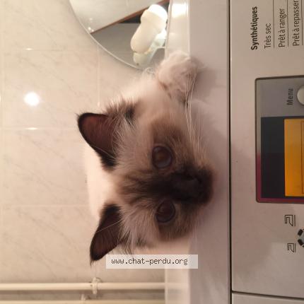 Foto 1/1 Vaux Aline Chat perdido en Illiers combray