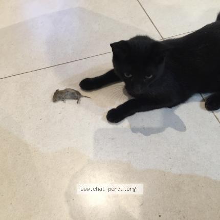 Foto 1/1 TIte Chat perdido en Perigny sur yerres