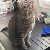 Foto del gato perdido en Minzier