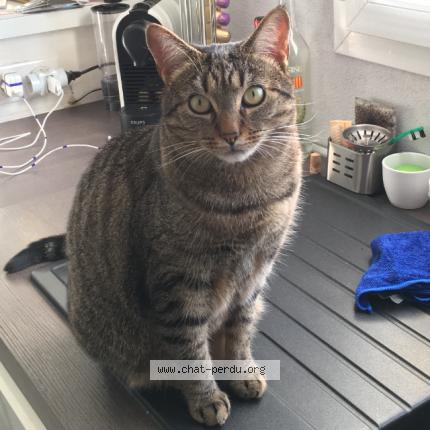 Foto 1/1 Loki Chat perdido en Minzier