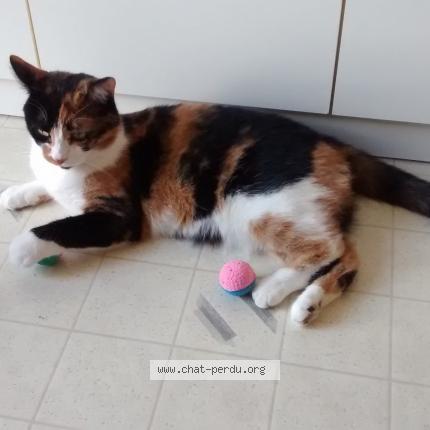 Foto 1/1 Chanelle Chat perdido en Saint hubert