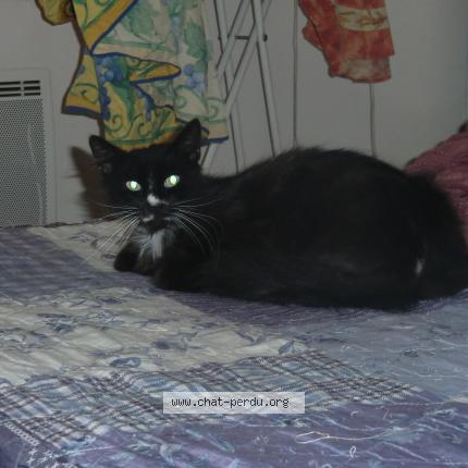 Foto 1/1 senior Chat perdido en Libourne