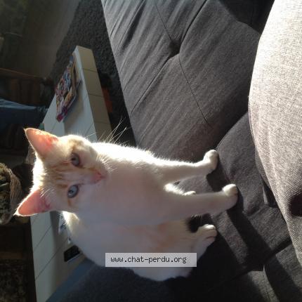 Foto 1/1 CLOVIS Chat perdido en Saint congard