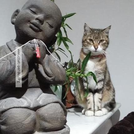 Foto 1/1 Lolote Chat perdido en Hyeres