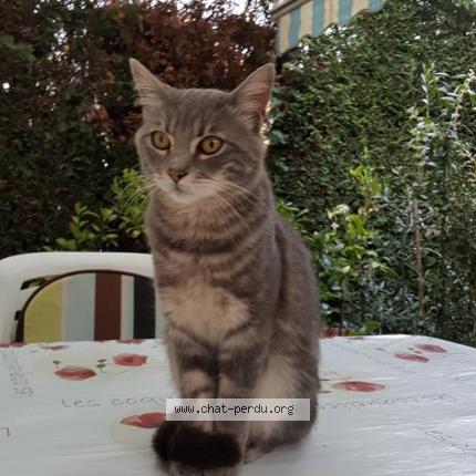 Foto 1/1 Ramdam Chat perdido en Limoges