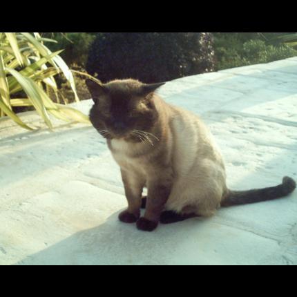 Foto 1/1 Ninio Chat perdido en Le pouldu commune de clohars carnoet