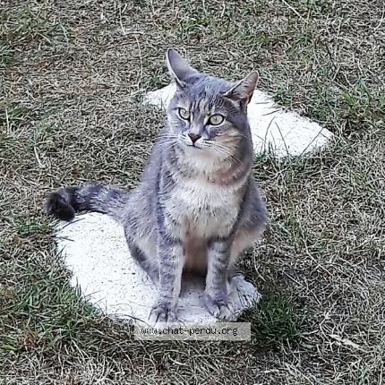 Foto 1/1 Misty Chat perdido en Le mans