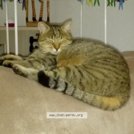 Foto 1/1 Gloubie Chat perdido en Vezet