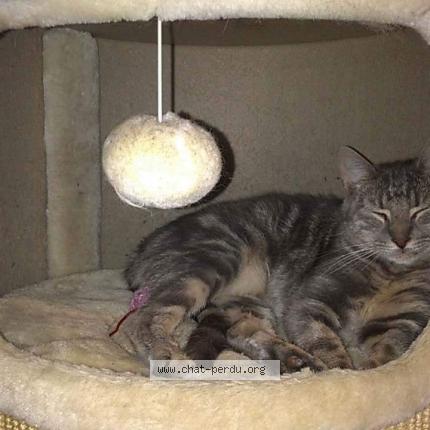 Foto 1/1 KIARA Chat perdido en Saint thibaud de couz