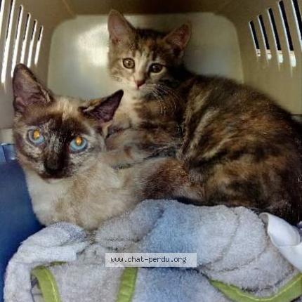 Foto 1/1 POP'S Chat perdido en Saint thibaud de couz