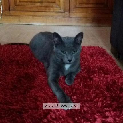 Foto 1/1 GRIZZLY Chat perdido en Valleiry