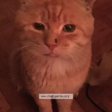 Foto 1/1 Mister Abigood Chat perdido en Courtemaiche