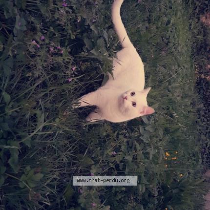 Foto 1/1 Kira Chat perdido en Saint pierre la noaille