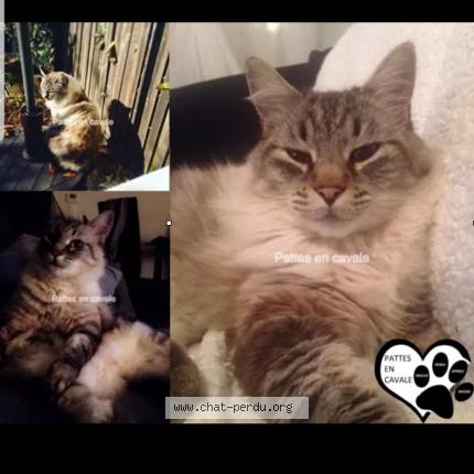 Foto 1/1 Sweety Chat perdido en Saint jean