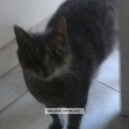 Foto 1/1 Joyeux Chat perdido en Castelnau le lez