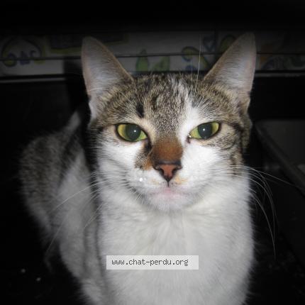 Foto 1/1 MAIA Chat perdido en Jacob bellecombette