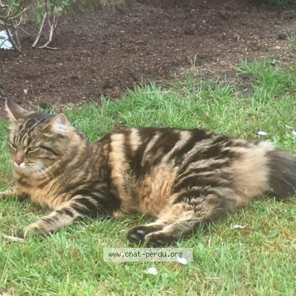 Foto 1/3 MINA Chat perdido en Taverny